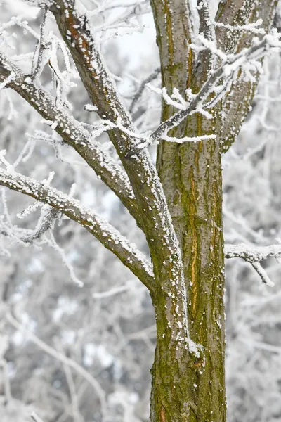Drzewo zimowe — Zdjęcie stockowe