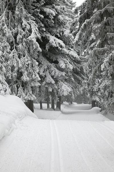 Forêt d'hiver — Photo