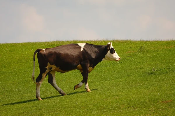 शेतात गाय — स्टॉक फोटो, इमेज