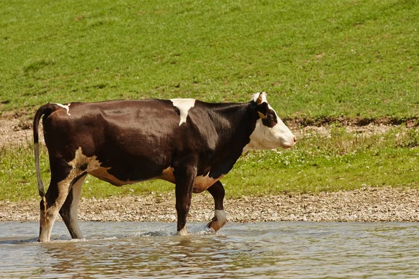 Tehén a mezőn — Stock Fotó