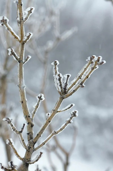 Icy Branches — Stock Photo, Image