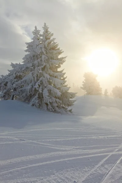 Forêt d'hiver — Photo