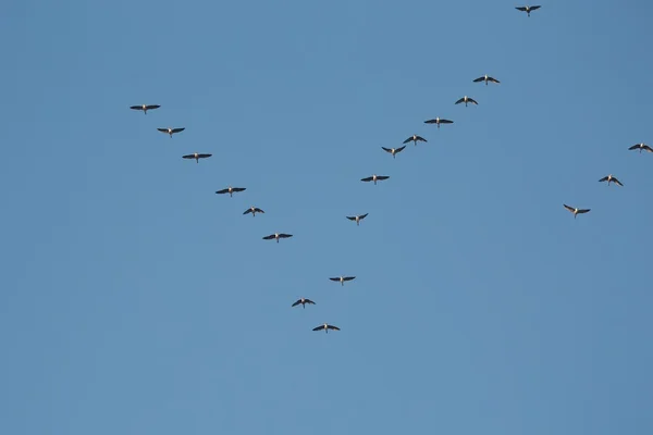 Gansos volando — Foto de Stock
