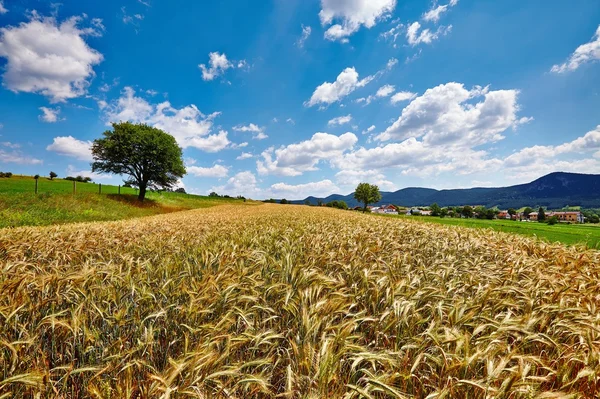 Mezőgazdaság — Stock Fotó