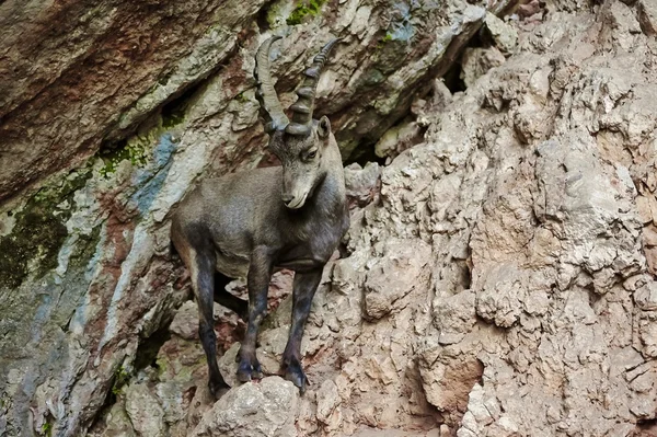 Ibex alpejski — Zdjęcie stockowe