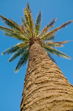 palmiye ağacı
