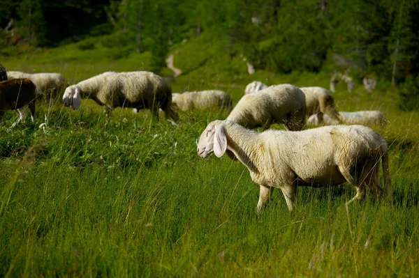 Schapen in het gras — Stockfoto