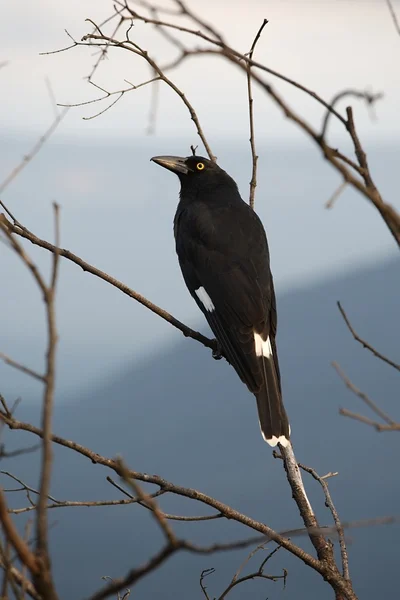 木の鳥 — ストック写真