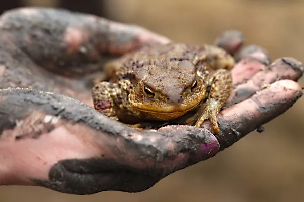 Kröte in der Hand — Stockfoto