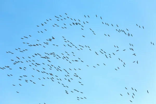 Geese Flying — Stock Photo, Image