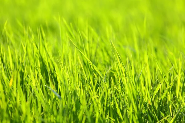 Green Grass — Stock Photo, Image