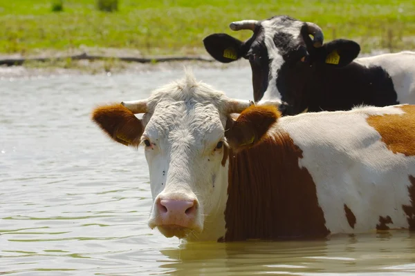 शेतात गाय — स्टॉक फोटो, इमेज