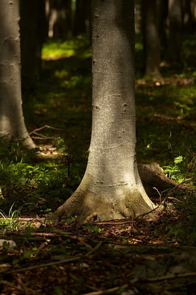 Bosque —  Fotos de Stock