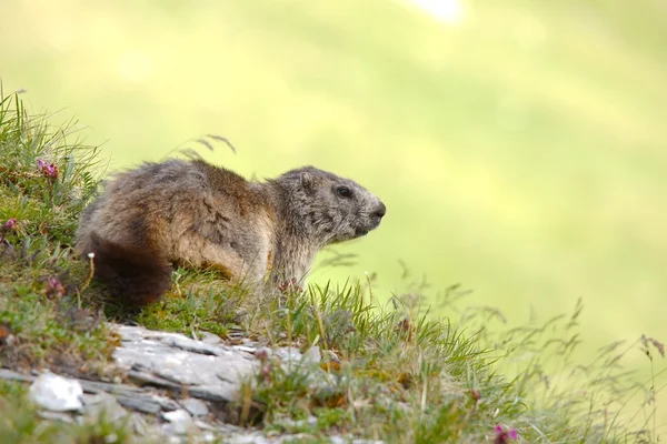 Marmot — Stock Photo, Image