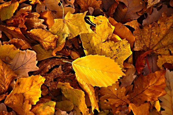 Düşen yapraklar — Stok fotoğraf