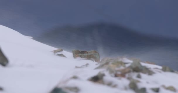 Schneesturm vertreibt Schnee — Stockvideo