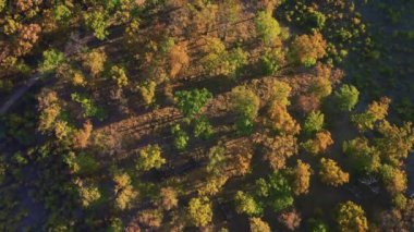 Renkli sonbahar ormanı tepeleri hava aracı görüntüleri