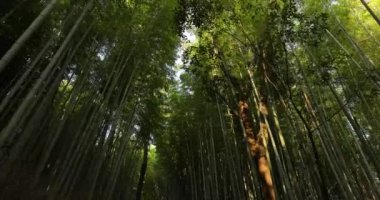 Kyoto Bambu Ormanı