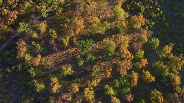 五彩缤纷的秋天森林小山无人驾驶飞机镜头 — 图库视频影像