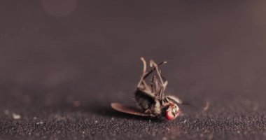 Ölen Uçan Makro Masanın üstünde