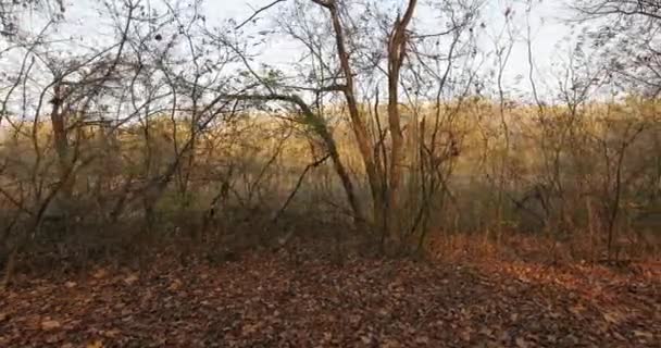 가을 공원 산책 — 비디오