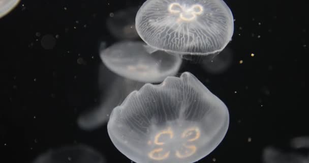 Medusas a la deriva Fondo — Vídeo de stock