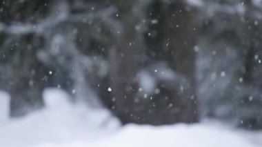 Arka planda düşen kar ağacı