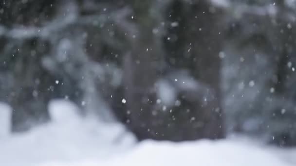 Falling hófa a háttérben — Stock videók