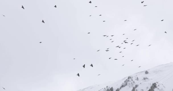 Fåglar flyger i molnig himmel, vinter snö — Stockvideo