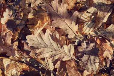 Düşen sonbahar yaprakları