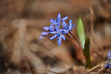 Baharda küçük mavi Scilla çiçekleri