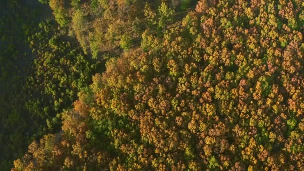 Kolorowe jesień las wzgórza antenowe dron materiał — Wideo stockowe