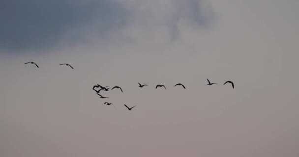 许多雁飞 — 图库视频影像