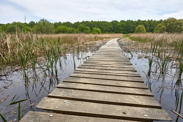 Swampland Walkway Wooden Board Path — Stock Photo, Image