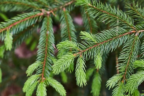 Pine Tree Closeup Fresh Buds — Stock fotografie
