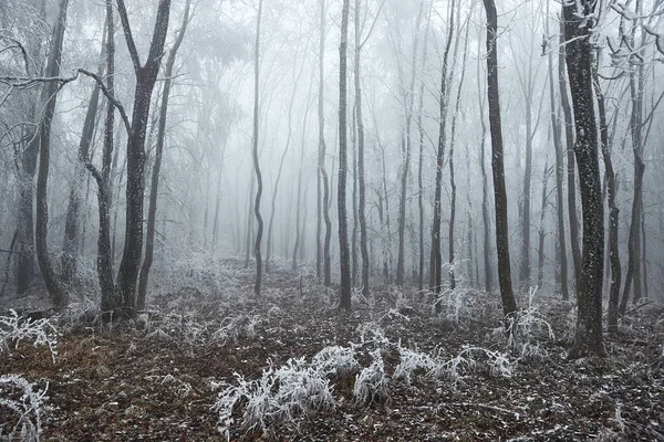 Froid Hivernal Des Forêts Brouillard Sur Les Arbres — Photo