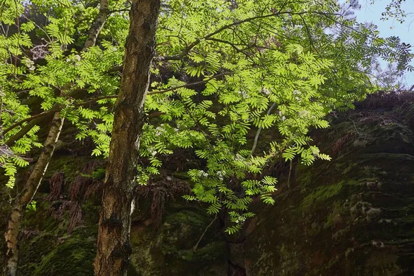 Träd Gröna Blad Dalen — Stockfoto
