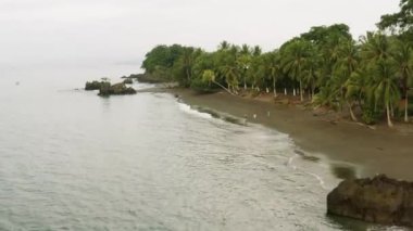 Pasifik Sahili Yağmur Ormanı