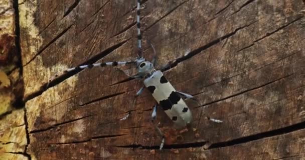 Alp uzun boynuzlu böceği Rosalia Alpina — Stok video