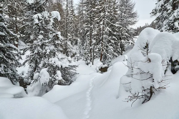 Inverno Paesaggio innevato, piccolo sentiero — Foto Stock