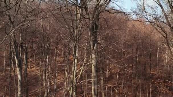 Vild skog, höga träd drönare stigande bilder — Stockvideo