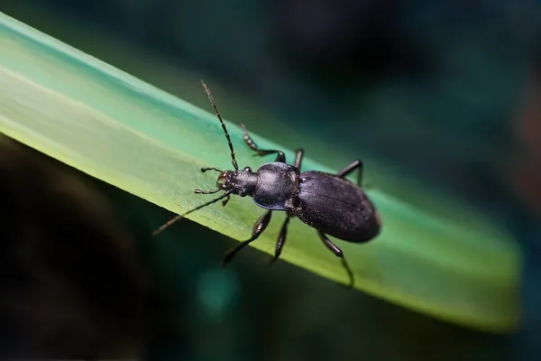 Coléoptère noir gros plan dans la lumière du soir d'une lampe — Photo