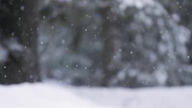 Arka planda düşen kar ağacı