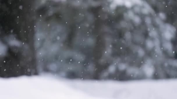 Vallende sneeuwboom op de achtergrond — Stockvideo