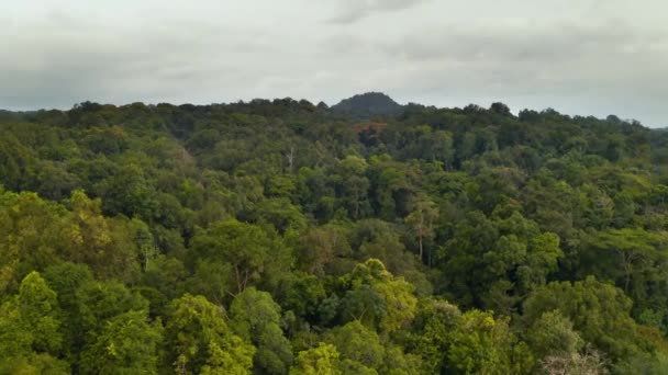 Deštný prales, svěží vlhký les — Stock video