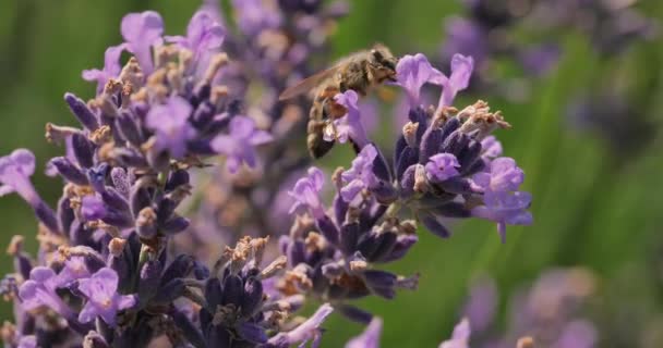 Lavendel blomma visiter av bin — Stockvideo