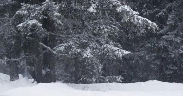 Nieve cayendo en invierno, borde del bosque — Vídeos de Stock
