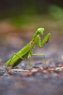 Japon dev Mantis