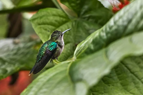 Colibri feeding from flower in a rainforest — Stock Photo, Image
