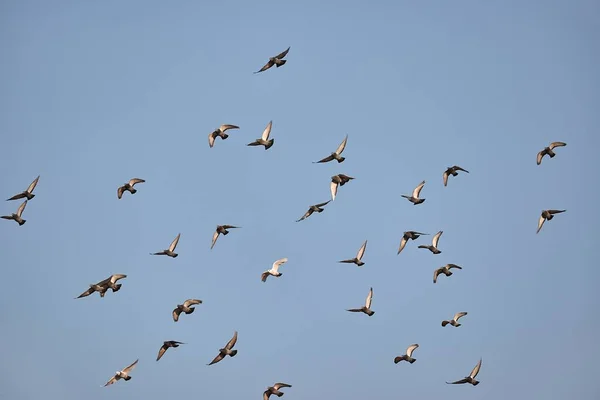 Vögel fliegen am bewölkten Himmel — Stockfoto